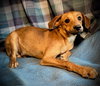 Crush- Puppy #4 (CoPAC Litter #9/2025)