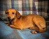 Crush- Puppy #4 (CoPAC Litter #9/2025)