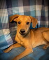 Crush- Puppy #4 (CoPAC Litter #9/2025)