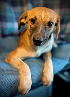 Squirt- Puppy #5 (CoPAC Litter #9/2025)