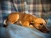 Squirt- Puppy #5 (CoPAC Litter #9/2025)
