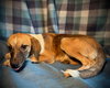 Squirt- Puppy #5 (CoPAC Litter #9/2025)