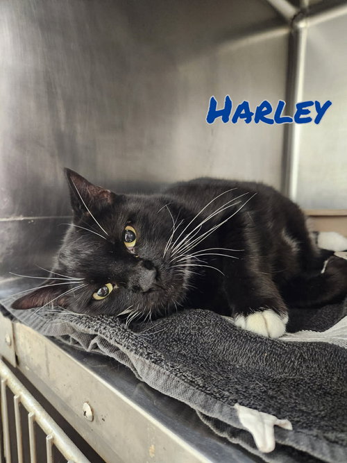 Harley