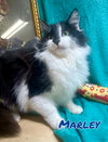 Marley 2