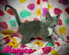 Monica