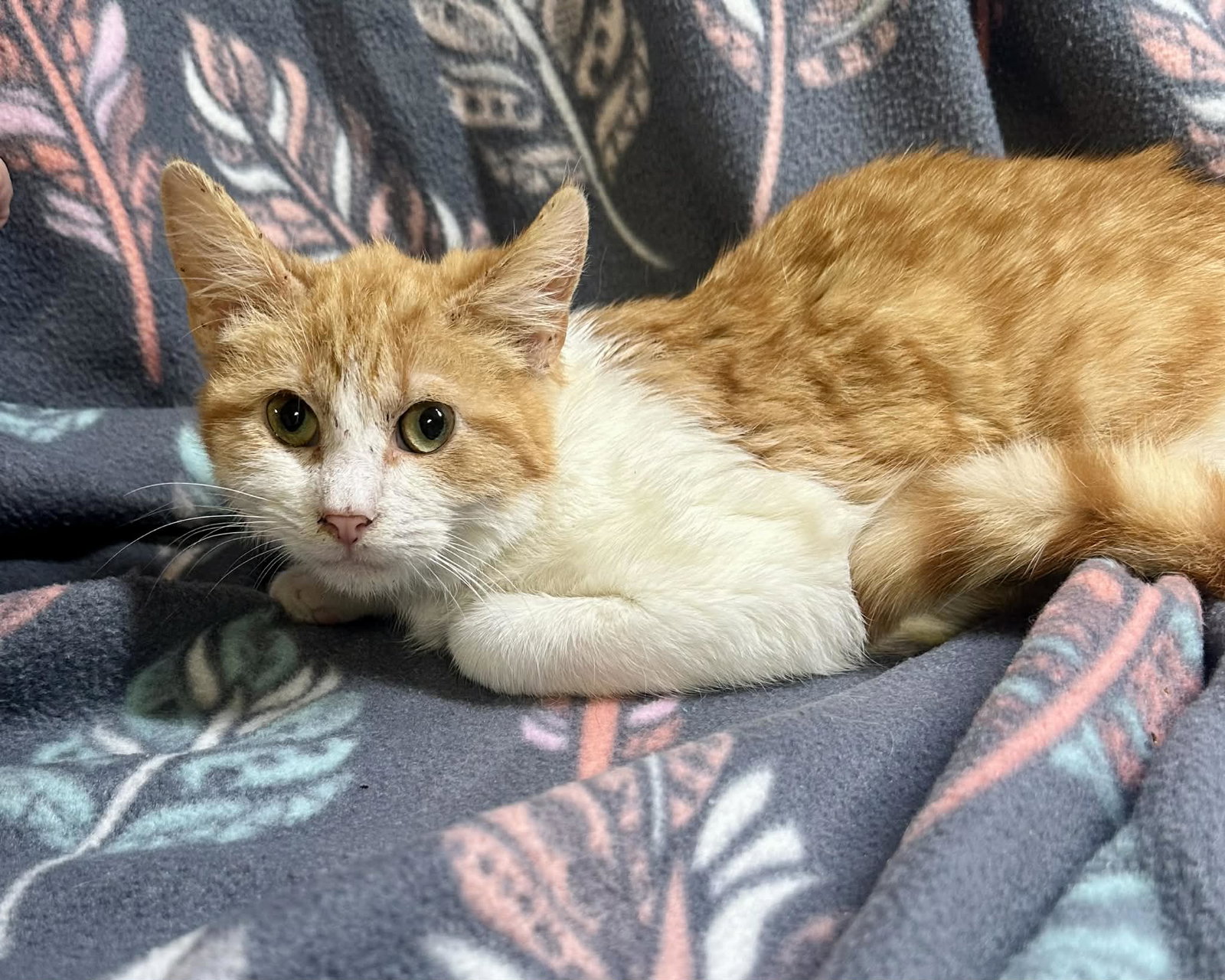 Nacho Image