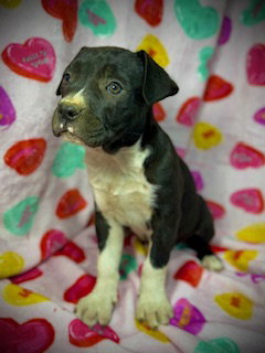 Primrose (Prim)- Puppy #1 (OS Litter #1/2026)