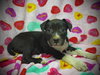 Primrose (Prim)- Puppy #1 (OS Litter #1/2026)