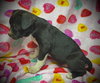 Primrose (Prim)- Puppy #1 (OS Litter #1/2026)