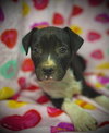 Primrose (Prim)- Puppy #1 (OS Litter #1/2026)