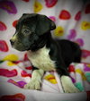 Primrose (Prim)- Puppy #1 (OS Litter #1/2026)
