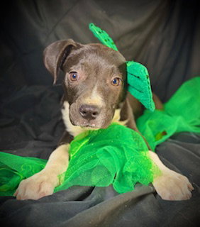 Primrose (Prim)- Puppy #1 (OS Litter #1/2026) Image