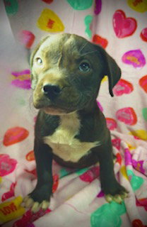 Princeton (Prince)- Puppy #2 (OS #2/2026) Image