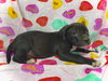 Princeton (Prince)- Puppy #2 (OS #2/2026)