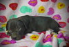 Princeton (Prince)- Puppy #2 (OS #2/2026)