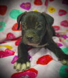 Princeton (Prince)- Puppy #2 (OS #2/2026)