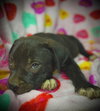 Princeton (Prince)- Puppy #2 (OS #2/2026)
