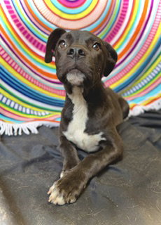 Princeton (Prince)- Puppy #2 (OS #1/2026), an adoptable Bulldog in Pleasanton, TX