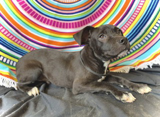 Princeton (Prince)- Puppy #2 (OS #1/2026) photo 2