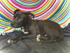 Princeton (Prince)- Puppy #2 (OS #1/2026)