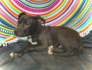 Princeton (Prince)- Puppy #2 (OS #1/2026) photo 3