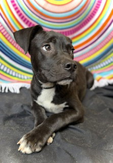 Princeton (Prince)- Puppy #2 (OS #1/2026) photo 4