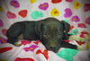 Percival (Percy)- Puppy #3 (OS Litter #1/ 2026)