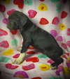 Percival (Percy)- Puppy #3 (OS Litter #1/ 2026)