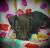 Percival (Percy)- Puppy #3 (OS Litter #1/ 2026)