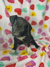 Percival (Percy)- Puppy #3 (OS Litter #1/ 2026)