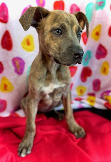 Sweetheart- Puppy #2 (CoPAC Litter #2/2026)