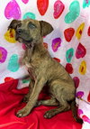 Sweetheart- Puppy #2 (CoPAC Litter #2/2026)
