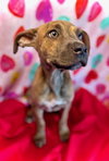 Sweetheart- Puppy #2 (CoPAC Litter #2/2026)