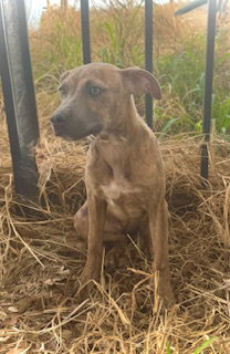 Sweetheart- Puppy #2 (CoPAC Litter #2/2026)