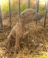 Sweetheart- Puppy #2 (CoPAC Litter #2/2026)