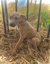 Sweetheart- Puppy #2 (CoPAC Litter #2/2026)