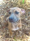 Sweetheart- Puppy #2 (CoPAC Litter #2/2026)