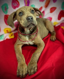 Love Bug- Puppy #3 (CoPAC Litter #2/ 2026) Image