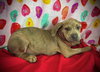 Love Bug- Puppy #3 (CoPAC Litter #2/ 2026)