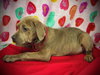 Love Bug- Puppy #3 (CoPAC Litter #2/ 2026)