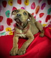 Love Bug- Puppy #3 (CoPAC Litter #2/ 2026)
