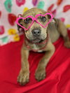 Love Bug- Puppy #3 (CoPAC Litter #2/ 2026)