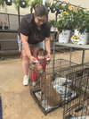 Love Bug- Puppy #3 (CoPAC Litter #2/ 2026)