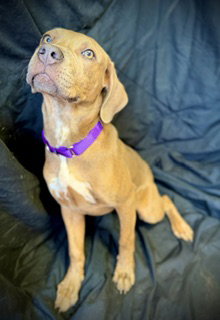 Love Bug- Puppy #3 (CoPAC Litter #2/ 2026), an adoptable Black Mouth Cur in Pleasanton, TX