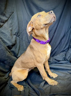 Love Bug- Puppy #3 (CoPAC Litter #2/ 2026) photo 6