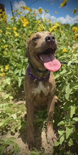 Love Bug- Puppy #3 (CoPAC Litter #2/ 2026)