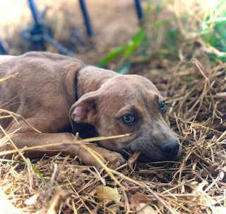 Smooch- Puppy #4 (CoPAC Litter #2/ 2026)