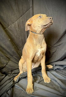 Smooch- Puppy #4 (CoPAC Litter #2/ 2026) photo 2