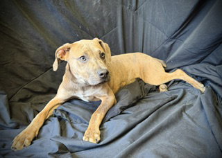 Smooch- Puppy #4 (CoPAC Litter #2/ 2026) photo 3