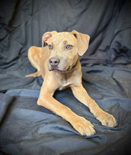 Smooch- Puppy #4 (CoPAC Litter #2/ 2026) photo 4